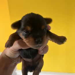 Rottweiler and Yorkshire Terrier Puppies from Superior Family Kennels