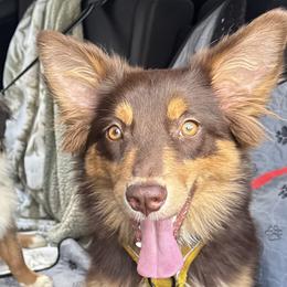 Buttercup - Miniature Australian Shepherd