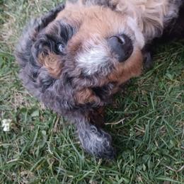 Waylon - Blue merle male Aussiedoodle puppy in Yacolt, Washington from Aussiedoodles by Maggie