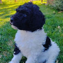 Duke - Parti male Poodle puppy in Kaysville, Utah from Ray Poodles