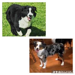 Miniature American Shepherd and Miniature Australian Shepherd All Grown Up from Sweetbay Aussies/ Miniature American Shepherds