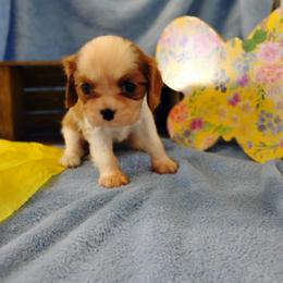 Dakota - Blenheim female Cavalier King Charles Spaniel puppy in Sabetha, Kansas from Apple Blossom Cavaliers