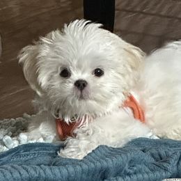 Shih Tzu Puppies from Prescious Shih Tzu’s