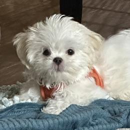 Shih Tzu Puppies from Prescious Shih Tzu’s