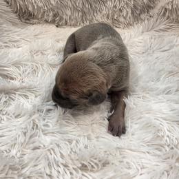 Gladys - Fawn female Great Dane puppy in Colorado Springs, Colorado from Pilot Danes