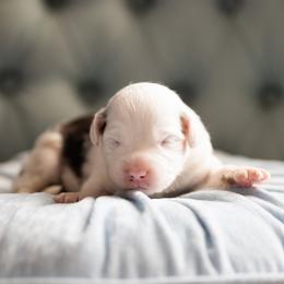 Moon pie - Blue merle male Miniature American Shepherd puppy in Groesbeck, Texas from Epic Miniature American Shepherds