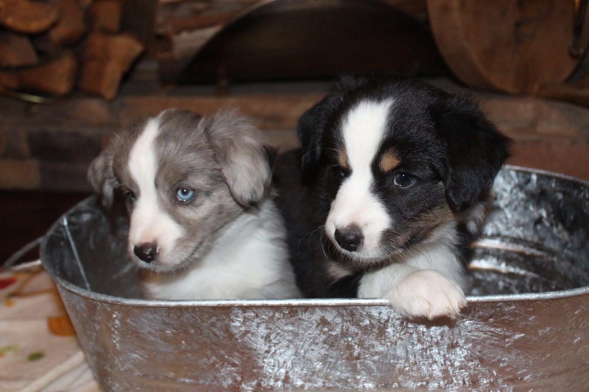 Dream Ranch Mini Aussies in Alabama | Miniature Australian Shepherd ...