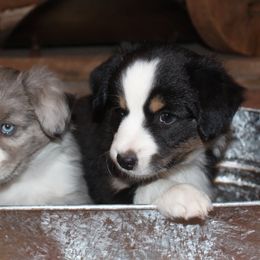 Miniature Australian Shepherds from Dream Ranch Mini Aussies