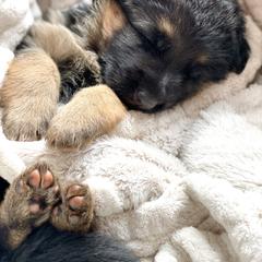 Girl 2 - German Shepherd puppy in Snohomish County, Washington from Vom Haus Rae