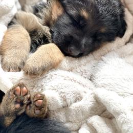 Girl 2 - German Shepherd puppy in Snohomish County, Washington from Vom Haus Rae