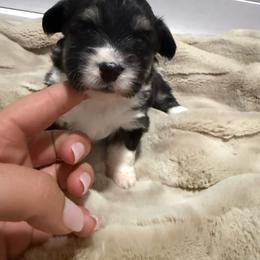 Winnie - Black and tan female American Corgi puppy in Decatur, Texas from Bar S Corgis