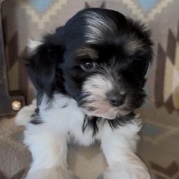 Toby - AKC - Black and white male Havanese puppy in Verden, Oklahoma from Holcombs Puppy Ranch