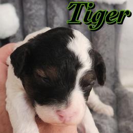 Tiger - Parti male Poodle puppy in Saint Cloud, Florida from Rising Star Kennels