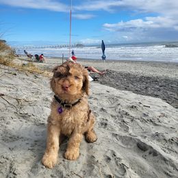 Goldendoodle Puppies from Moon Goldendoodles