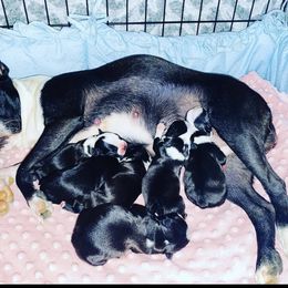 Boston Terrier Puppies from Beatrice's Kennels