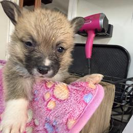 Girl 3 - Red female Pembroke Welsh Corgi puppy in Moulton, Alabama from Reed's Pembroke Corgi Welsh