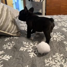 French Bulldog Puppies from Highley’s  Frenchies