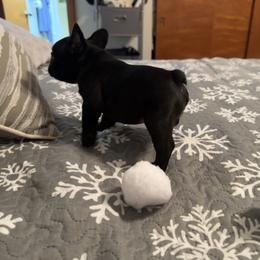 French Bulldog Puppies from Highley’s  Frenchies