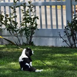 Basset Hound Puppies from Boulder Oak Bassets