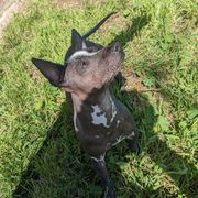 Xoloitzcuintli from Xolo_babez