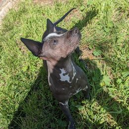 Xoloitzcuintli from Xolo_babez
