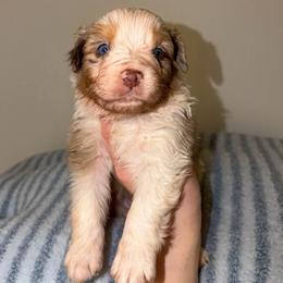 Jellybean - Red merle male Australian Shepherd puppy in Anniston, Alabama from All Hale Aussies