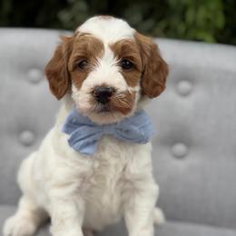 Ozzy - Parti male Goldendoodle puppy in Queen Creek, Arizona from Goldendoodle AZ
