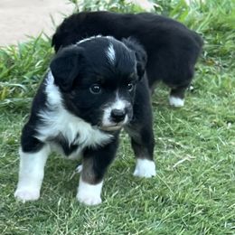 Brownie - Black Australian Shepherd puppy in Guthrie, Oklahoma from Robertson’s Aussies