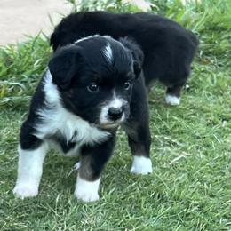 Brownie - Black Australian Shepherd puppy in Guthrie, Oklahoma from Robertson’s Aussies