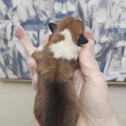 Mateo - Red male Pembroke Welsh Corgi puppy in Tomball, Texas from Larsen Loved Corgis