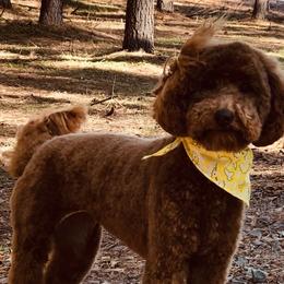 Goldendoodle puppies from 406Doodles