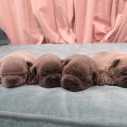 French Bulldog puppies from Short Leg Frenchies
