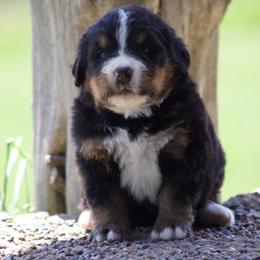 Vanilla Pearl - Black rust and white female Bernese Mountain Dog puppy in Winigan, Missouri from Home Sweet Bernese