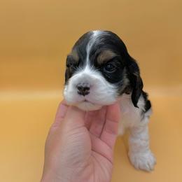 Delilah - Black white and tan female Cocker Spaniel puppy in La Veta, Colorado from BRX Country Cockers LLC