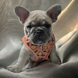 French Bulldogs from Born in Paradise Frenchies