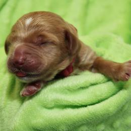 Blossom - Red female Australian Labradoodle puppy in Stanwood, Washington from Victoria Creek Australian Labradoodles