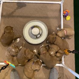 Goldendoodle Puppies from Beck Kennel