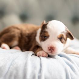 Pumpkin pie - Red tri-color female Miniature American Shepherd puppy in Groesbeck, Texas from Epic Miniature American Shepherds