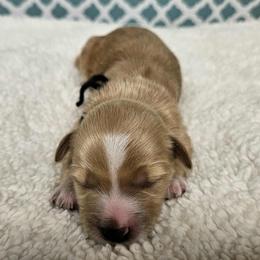 Boy 4 - male Goldendoodle puppy in Flat Rock, North Carolina from Sukisdoodles