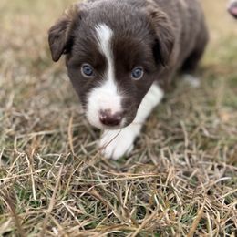 Clarice - Red female Border Collie puppy in Erwin, North Carolina from Herd That Farms