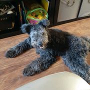 Avis - Pumi