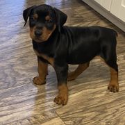 French Bulldog and German Pinscher Puppies from Dream Dior Frenchies & Chapel Heights German Pinschers
