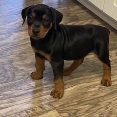French Bulldog and German Pinscher Puppies from Dream Dior Frenchies & Chapel Heights German Pinschers