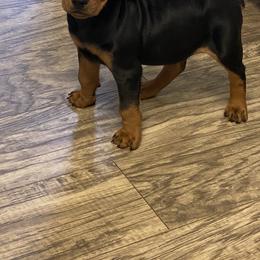 French Bulldog and German Pinscher Puppies from Dream Dior Frenchies & Chapel Heights German Pinschers