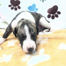 Bandy - White and fawn brindle male Whippet puppy in West Plains, Missouri from Sycamore Ridge Puppies