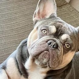 French Bulldogs from Stockman Family Frenchies