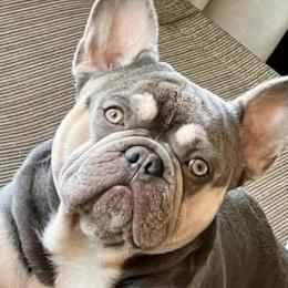 French Bulldogs from Stockman Family Frenchies