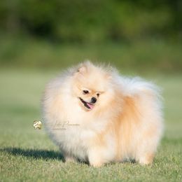 Kasia - Pomeranian
