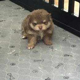 Kobe - Chocolate parti male Pomeranian puppy in Randleman, North Carolina from Luxurious Poms