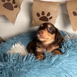 Jade - Cream female Dachshund puppy in New Albany, Mississippi from Double A. Doxies